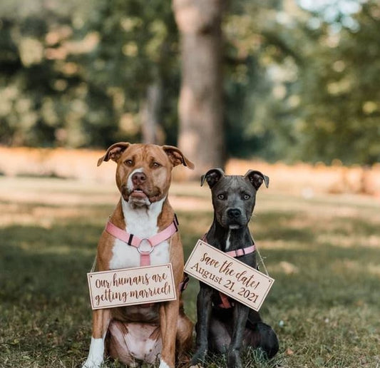 Dog Save the Date Sign, Personalized, Save the Date Photo Prop